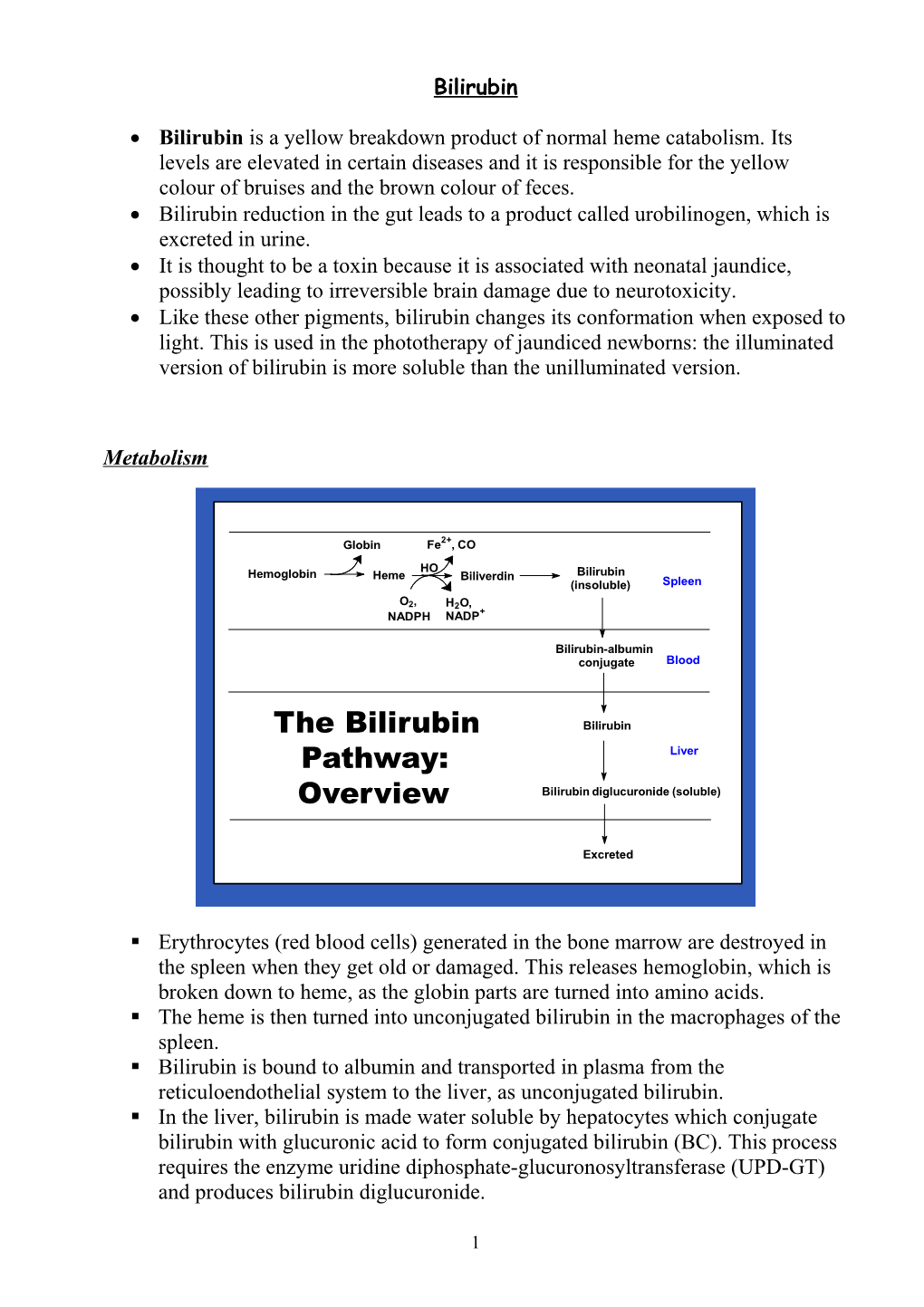 Bilirubin Reduction in the Gut Leads to a Product Called Urobilinogen, Which Is Excreted