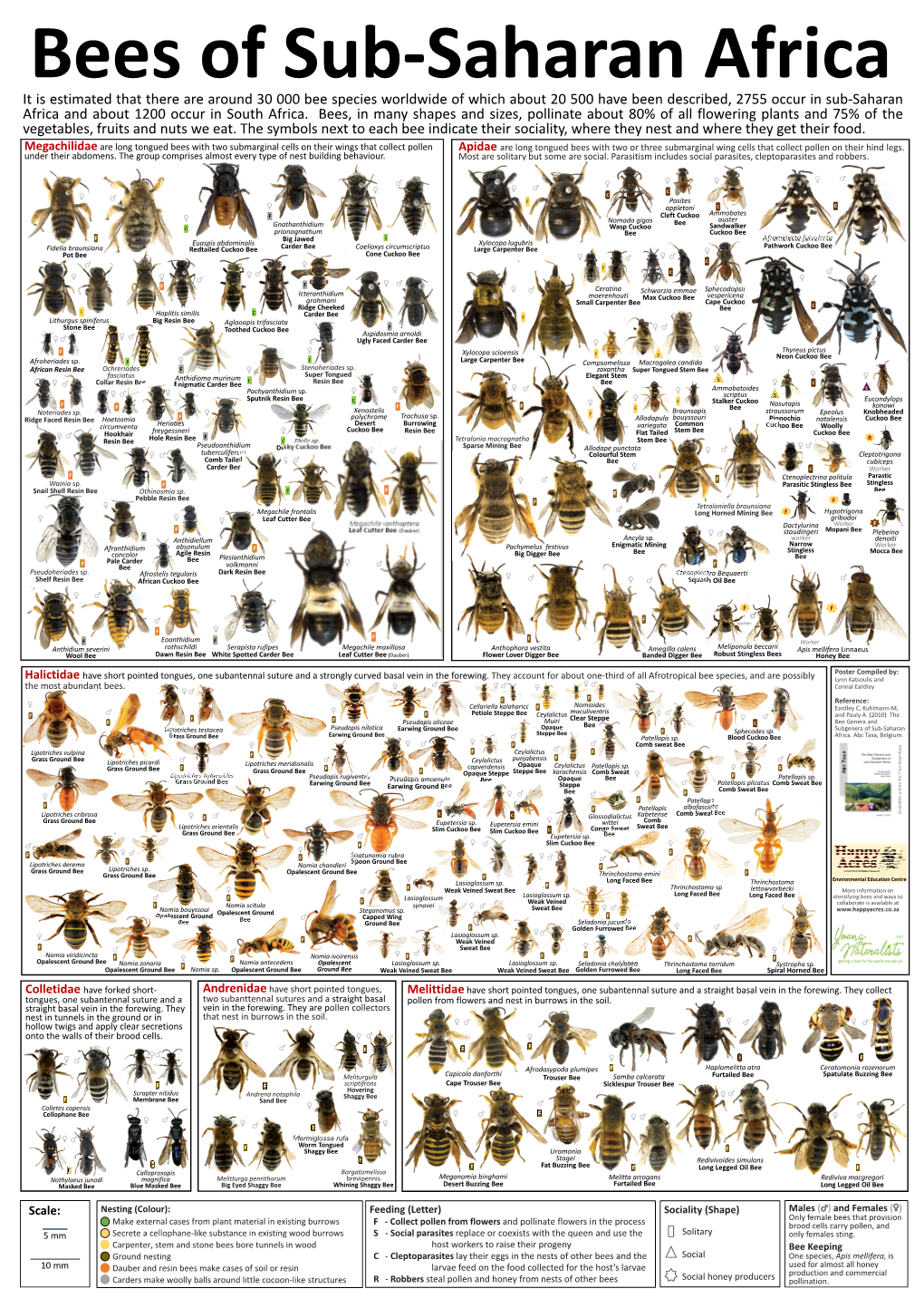 Bees of Sub-Saharan Africa Poster