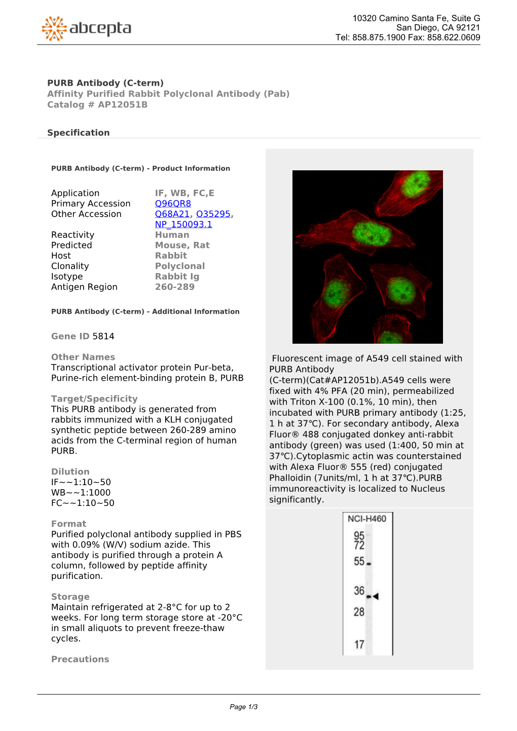PURB Antibody (C-Term) Affinity Purified Rabbit Polyclonal Antibody (Pab) Catalog # AP12051B