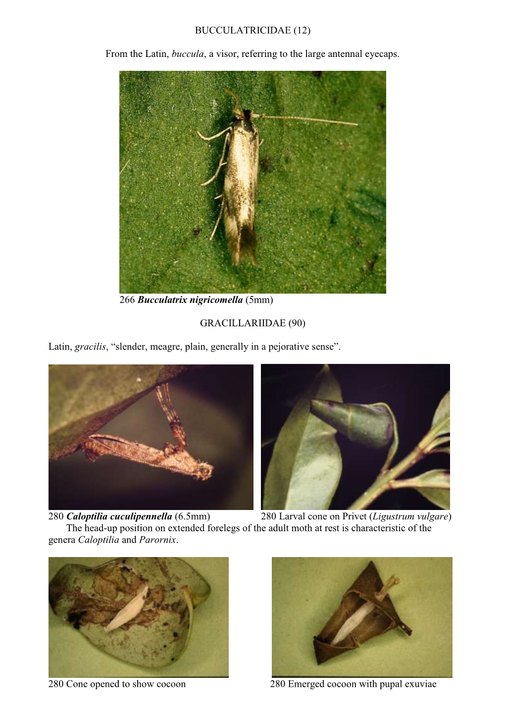 Cornish Microlepidoptera Part 2.Pdf