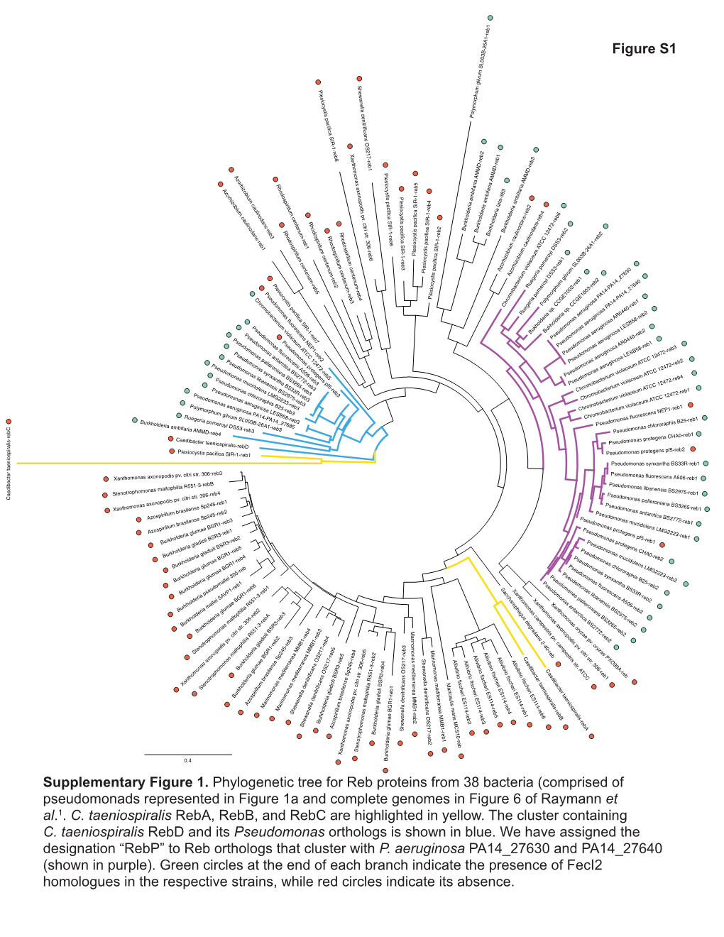 Figure S1 Supplementary Figure 1. Phylogenetic Tree for Reb