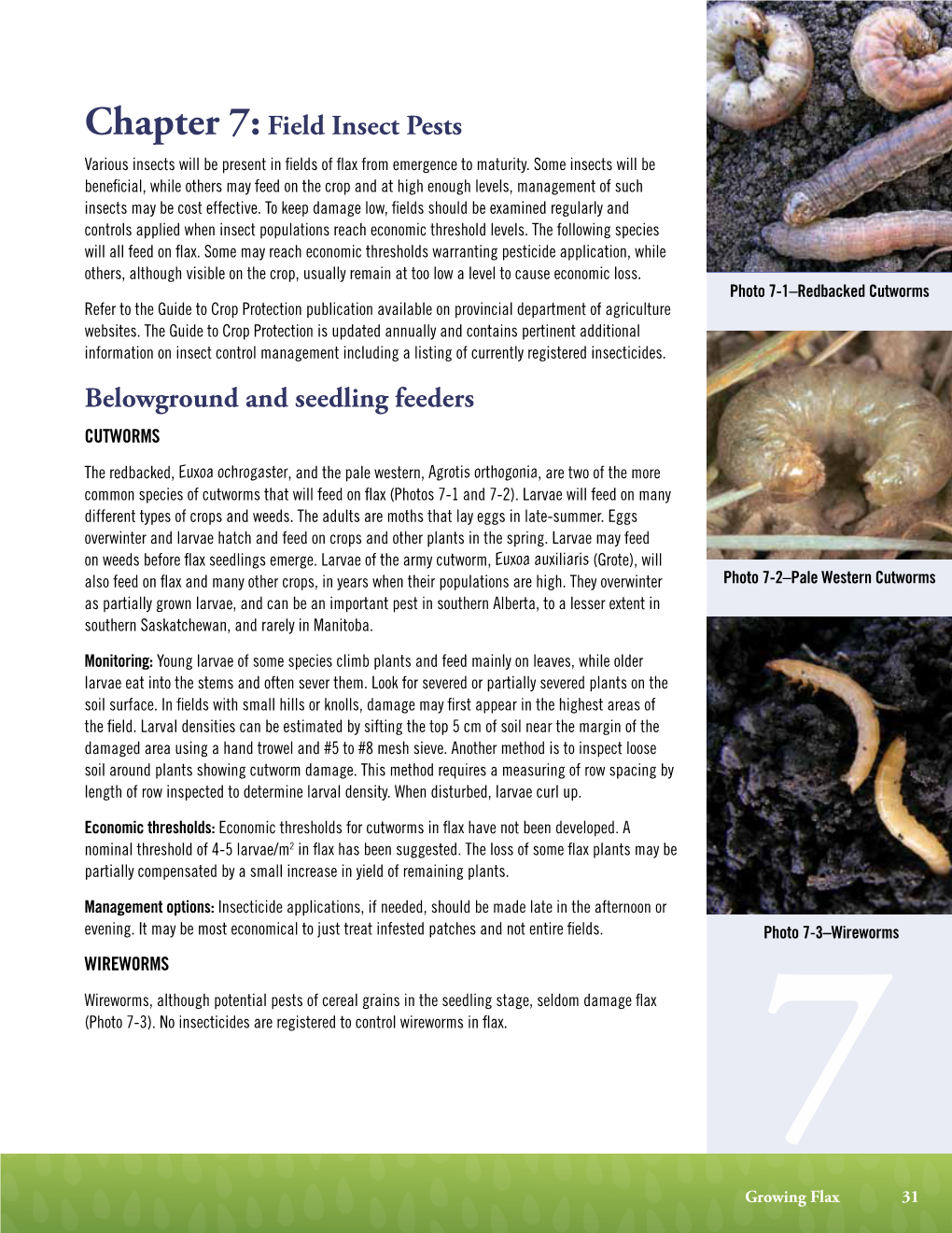 Chapter 7:Field Insect Pests Belowground and Seedling Feeders
