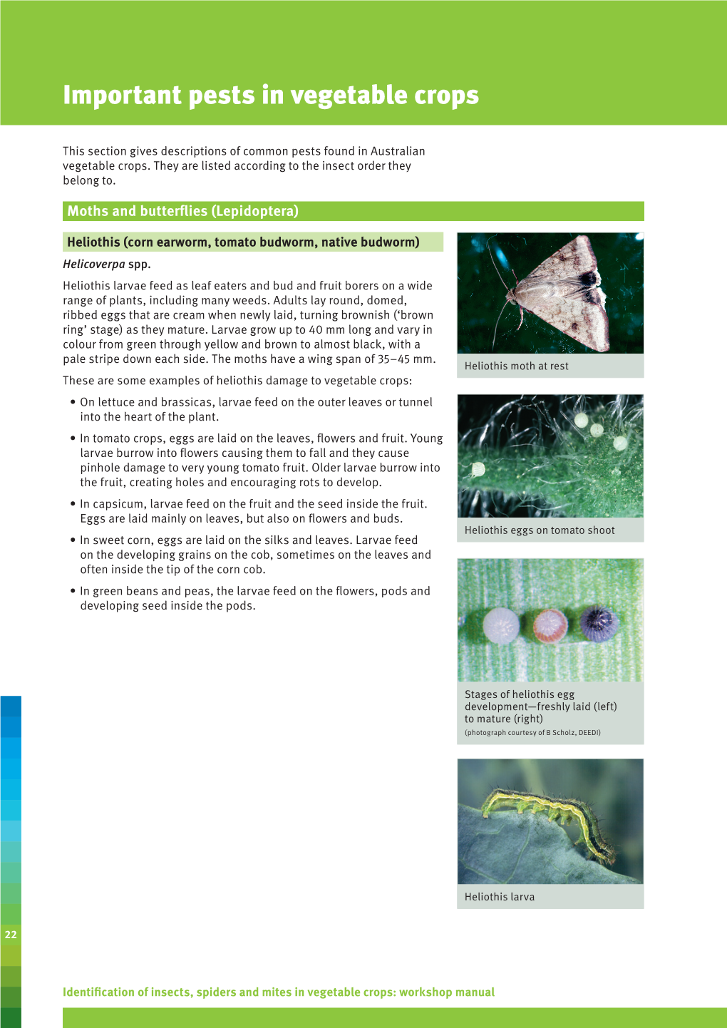 Identification of Insects, Spiders and Mites in Vegetable Crops: Workshop Manual Loopers Chrysodeixis Spp