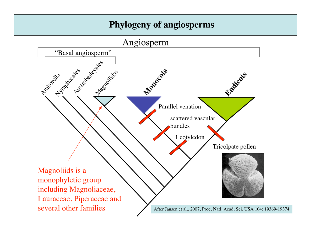 Phylogeny of Angiosperms Angiosperm “Basal Angiosperm”