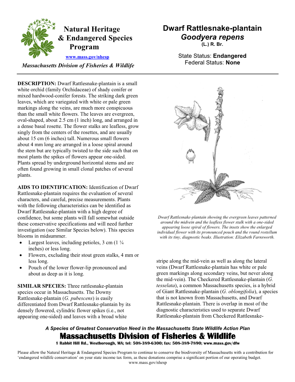 Dwarf Rattlesnake-Plantain & Endangered Species Goodyera Repens (L.) R