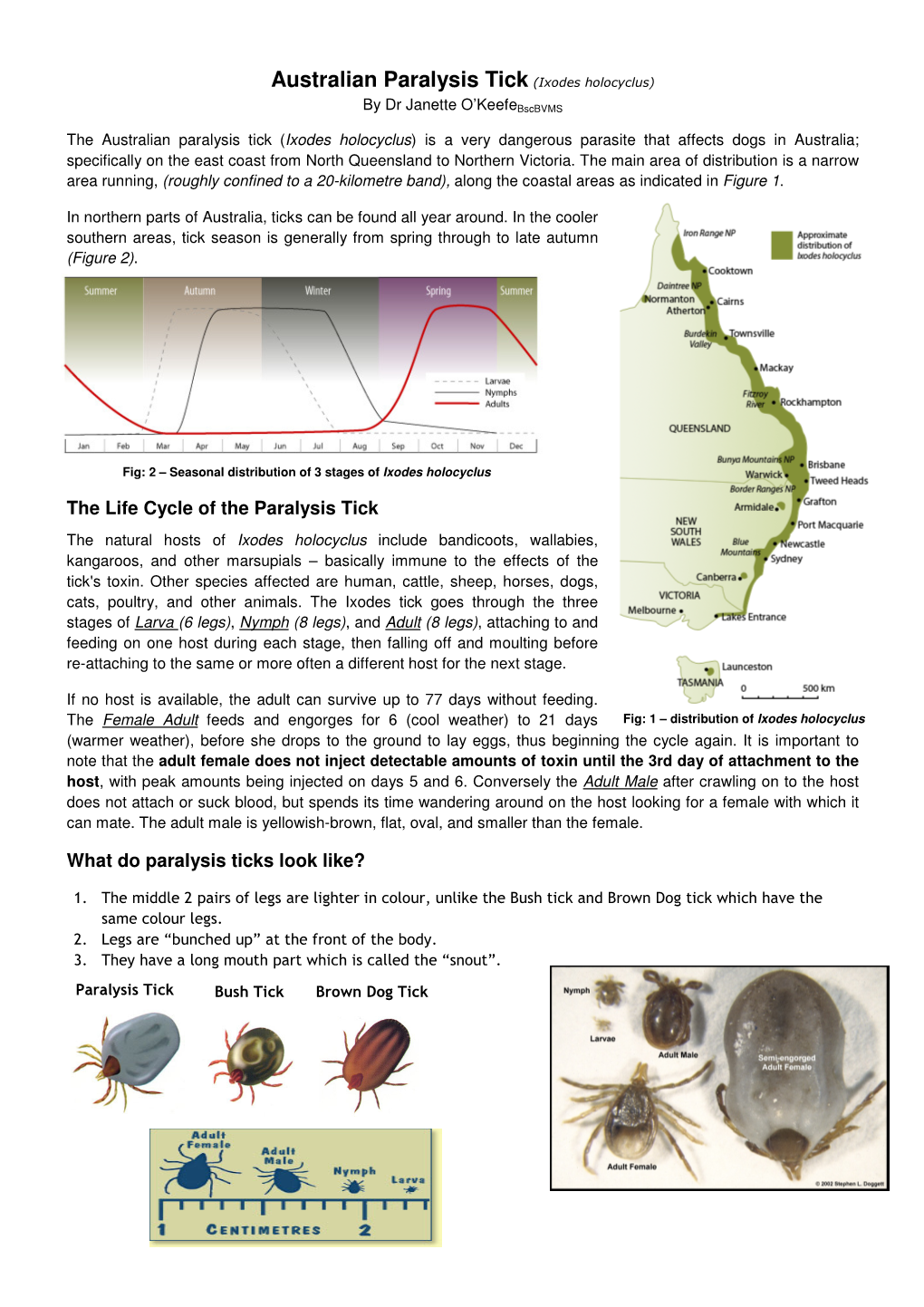 Australian Paralysis Tick (Ixodes Holocyclus)