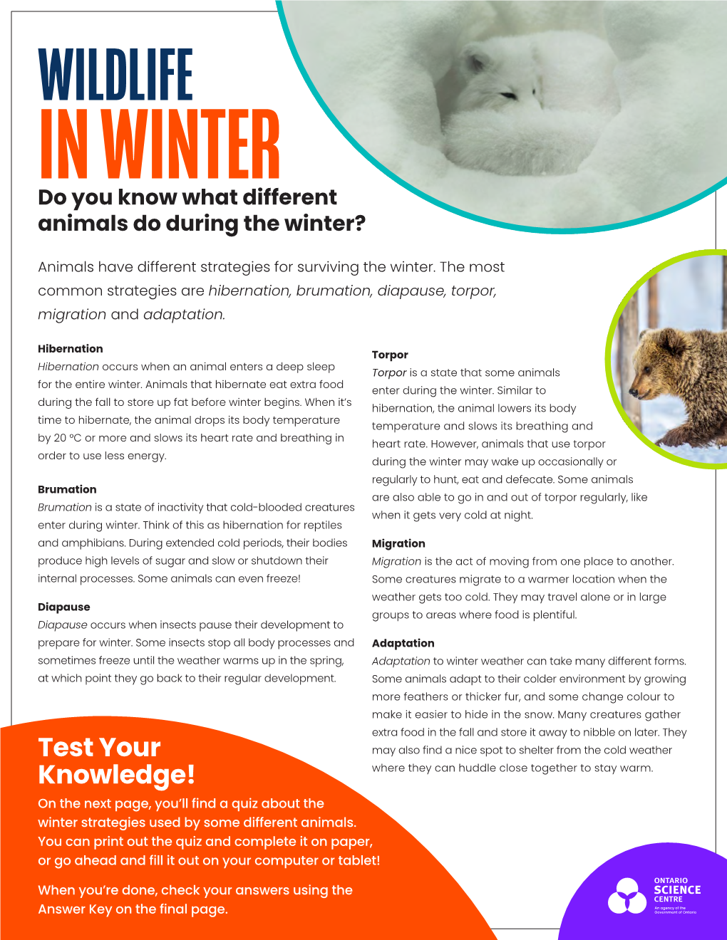 WILDLIFE in WINTER Do You Know What Different Animals Do During the Winter?