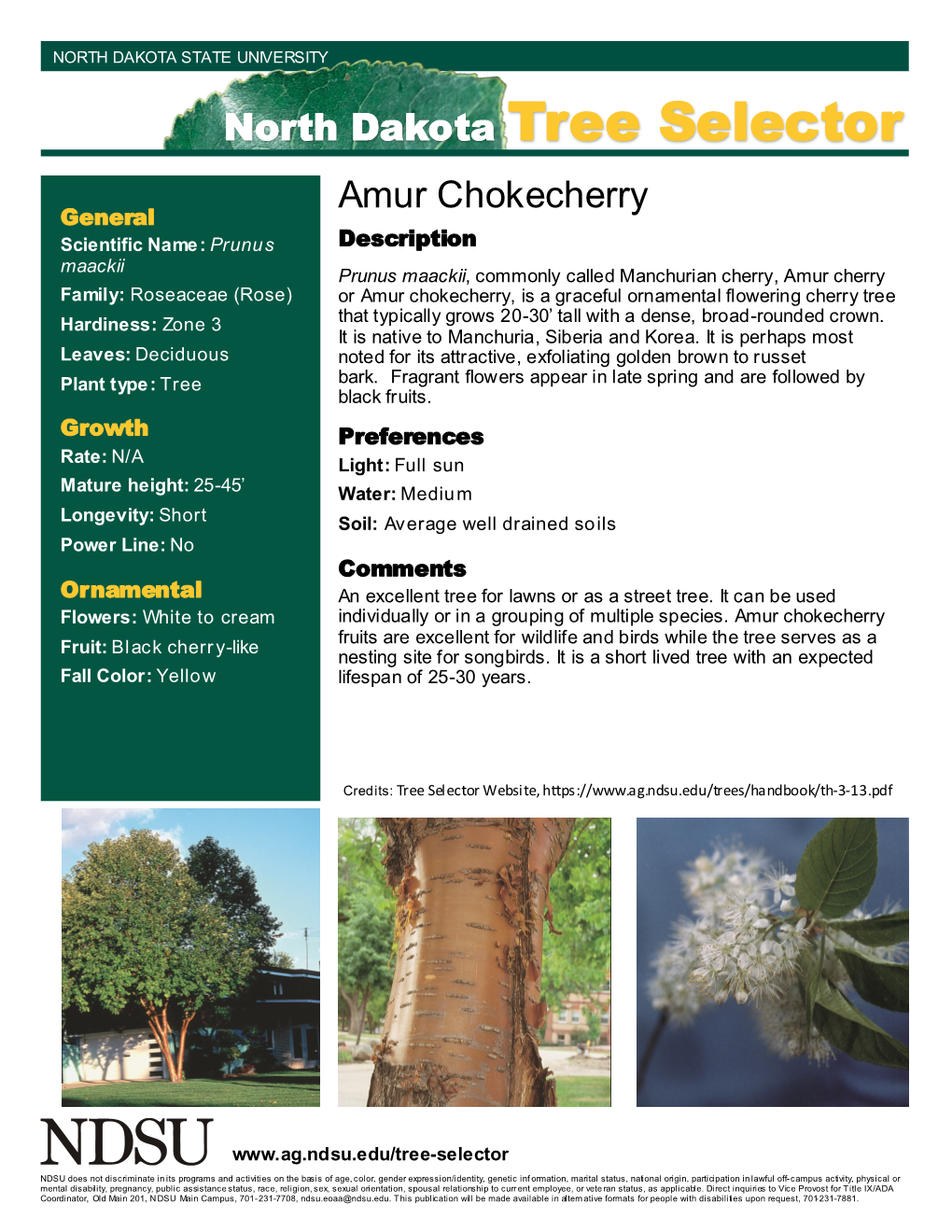 North Dakota Tree Selector Amur Chokecherry