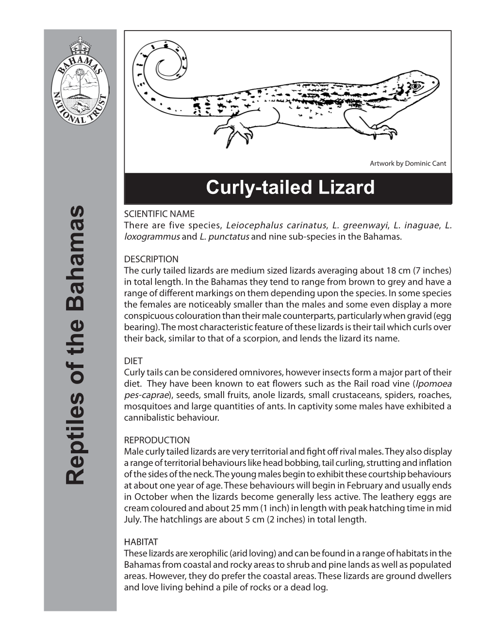Curly-Tailed Lizard SCIENTIFIC NAME There Are Five Species, Leiocephalus Carinatus, L