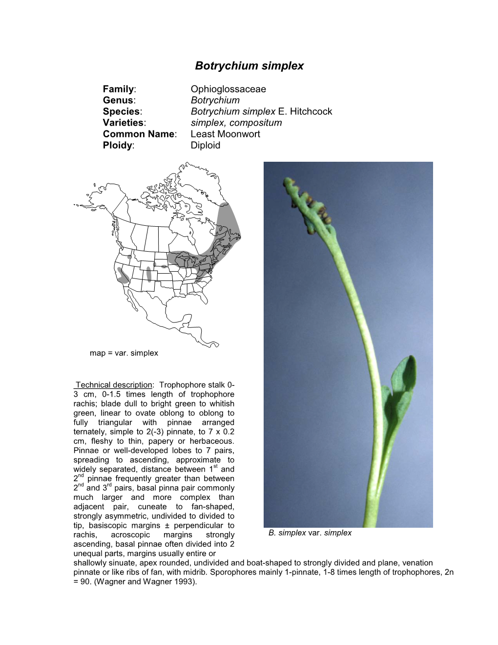 Botrychium Simplex