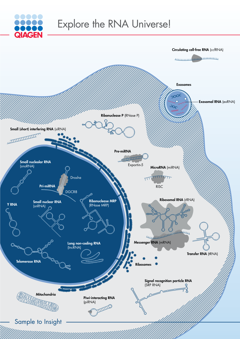 Explore the RNA Universe!