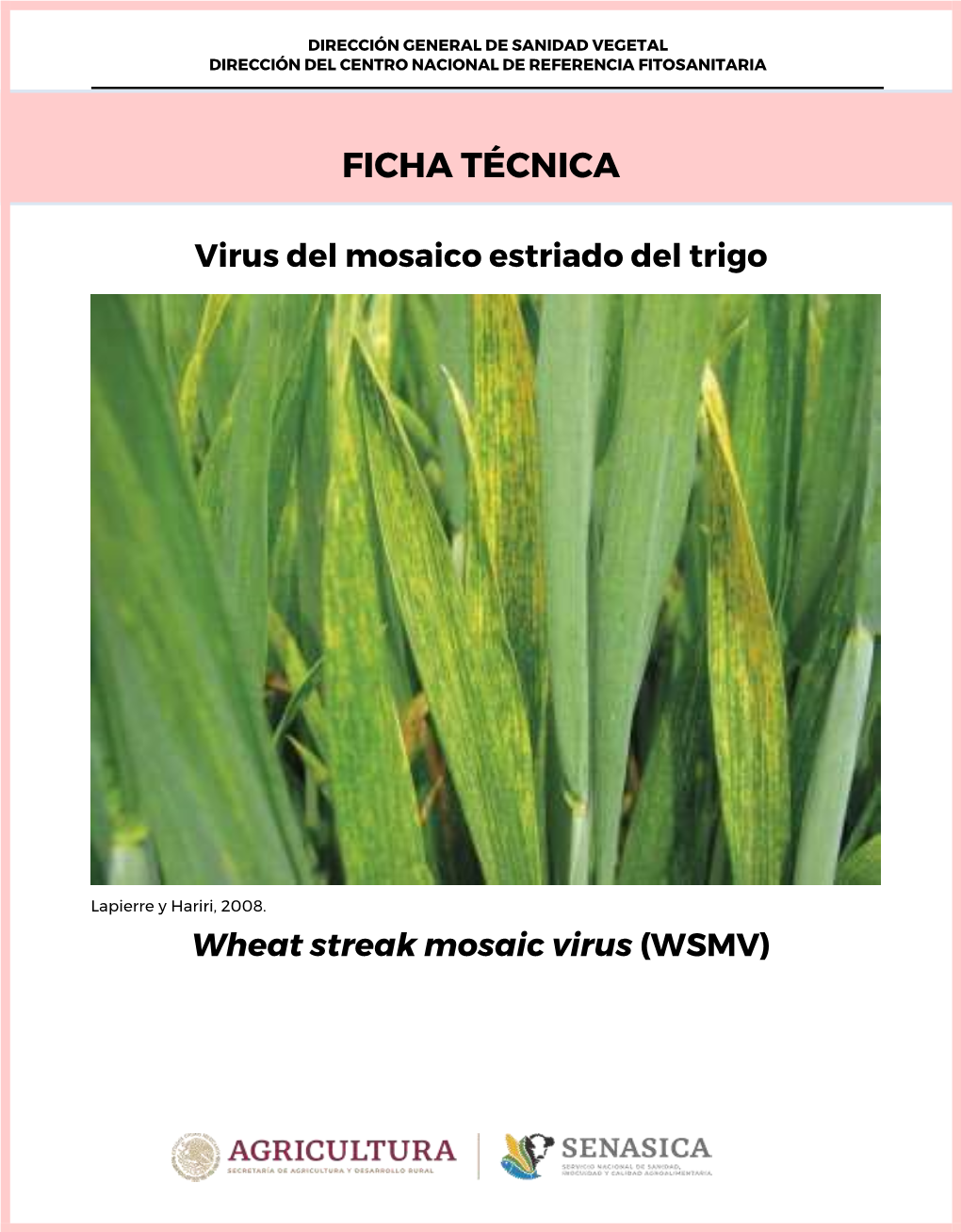 Virus Del Mosaico Estriado Del Trigo