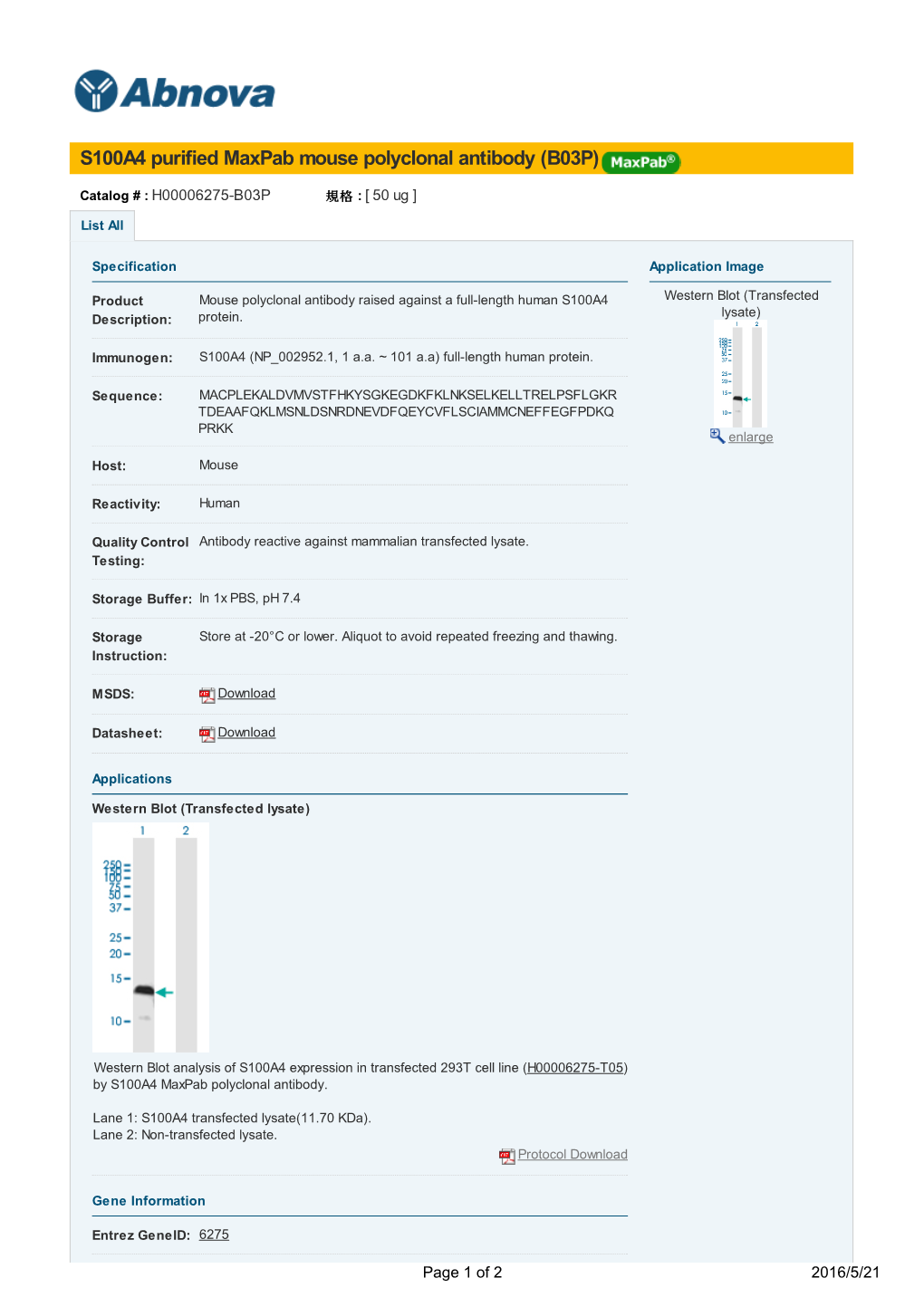 S100A4 Purified Maxpab Mouse Polyclonal Antibody (B03P)