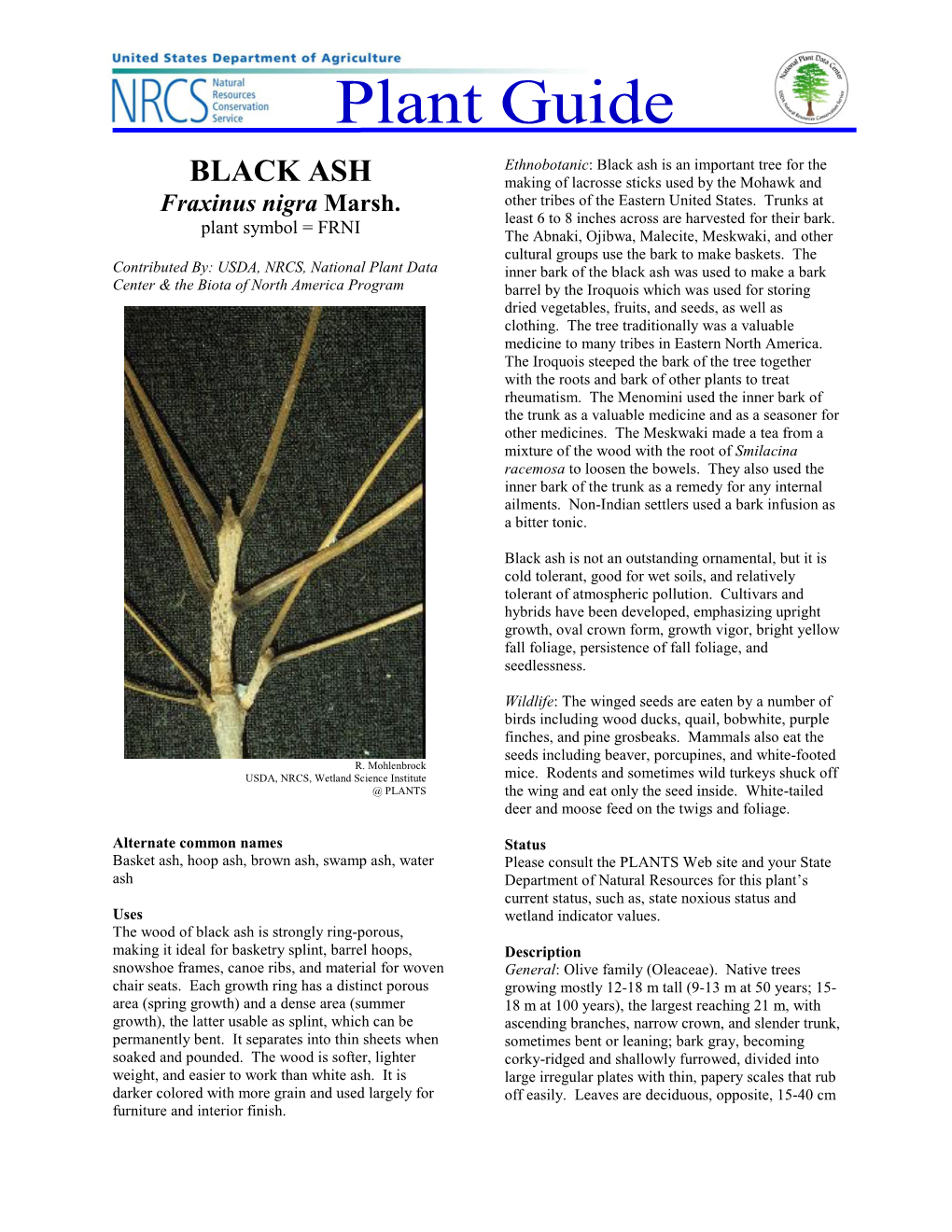 Black Ash Is an Important Tree for the BLACK ASH Making of Lacrosse Sticks Used by the Mohawk and Fraxinus Nigra Marsh