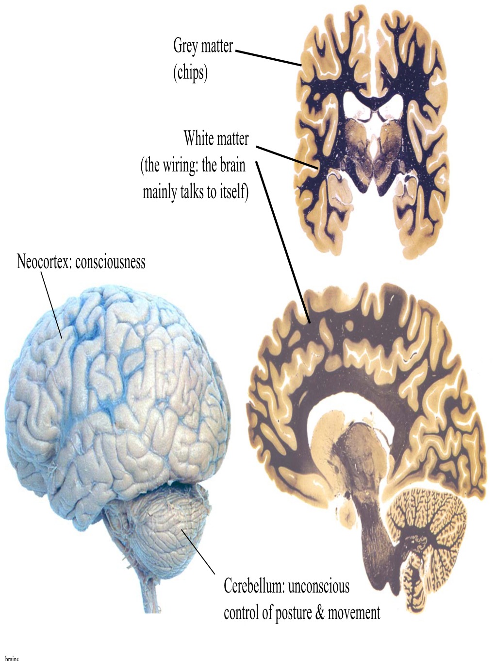 Neocortex: Consciousness Cerebellum