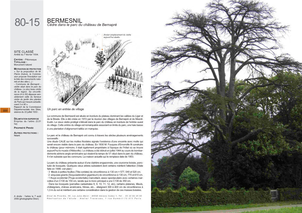 BERMESNIL 80-15 Cèdre Dans Le Parc Du Château De Bernapré