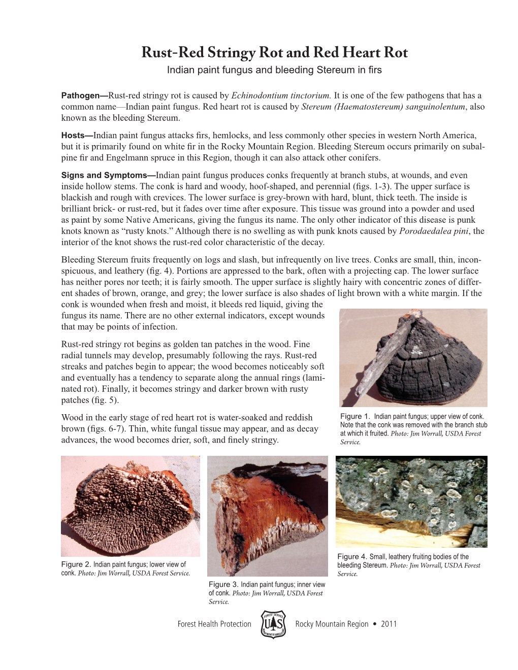 Rust-Red Stringy Rot and Red Heart Rot Indian Paint Fungus and Bleeding Stereum in Firs