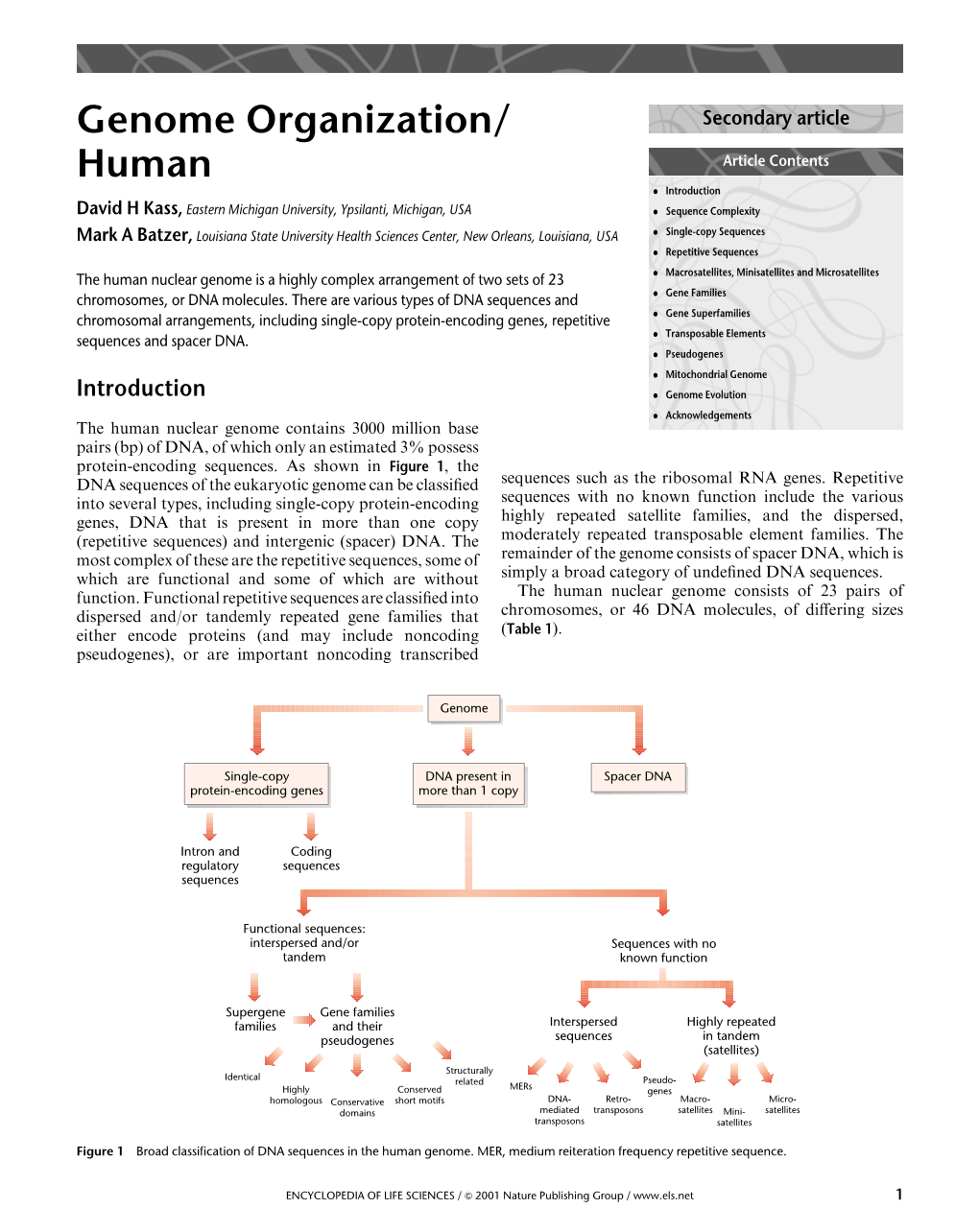 Genome Organization/ Human