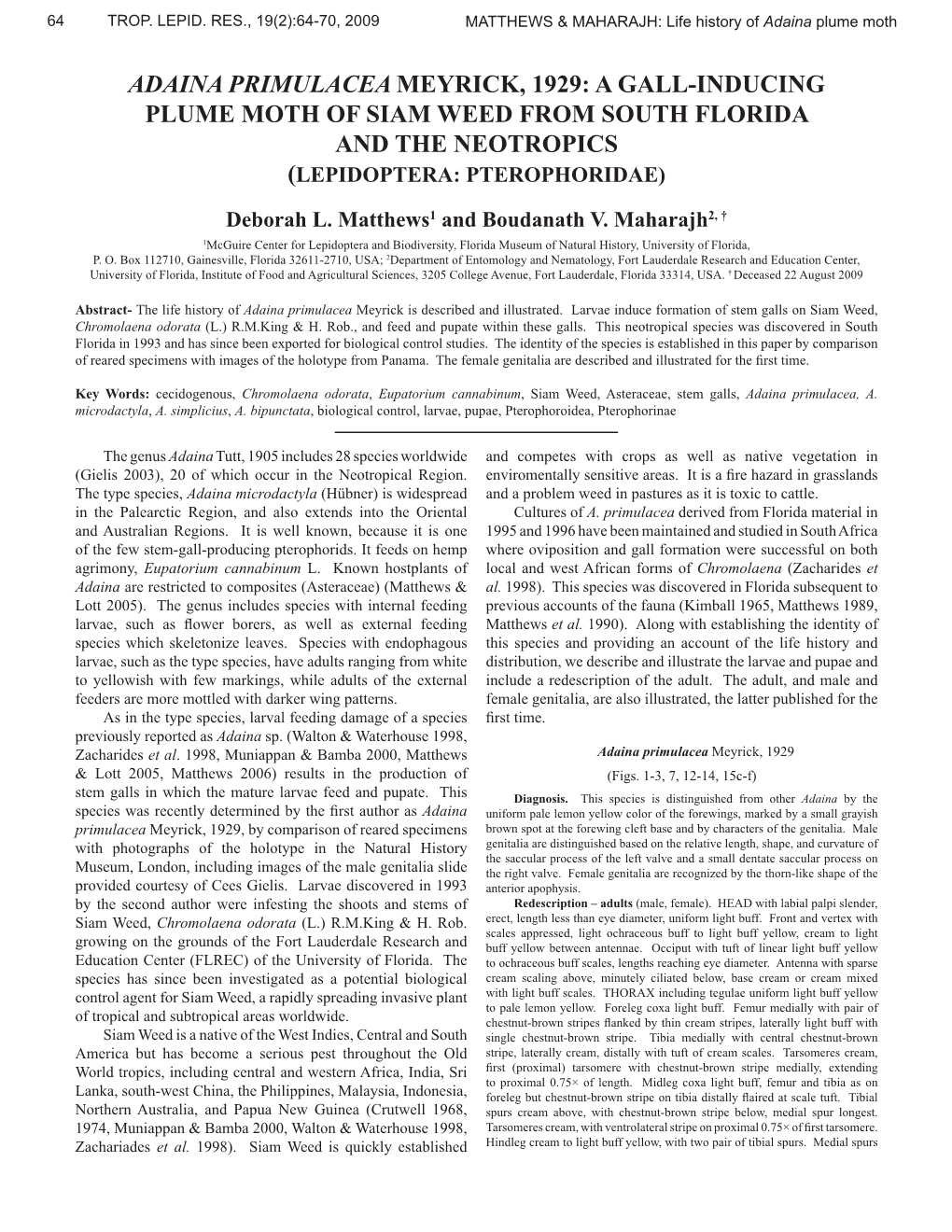 Adaina Primulacea Meyrick, 1929: a Gall-Inducing Plume Moth of Siam Weed from South Florida and the Neotropics (Lepidoptera: Pterophoridae)