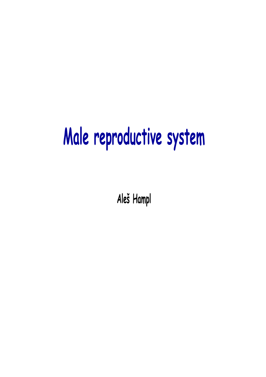 Male Reproductive System