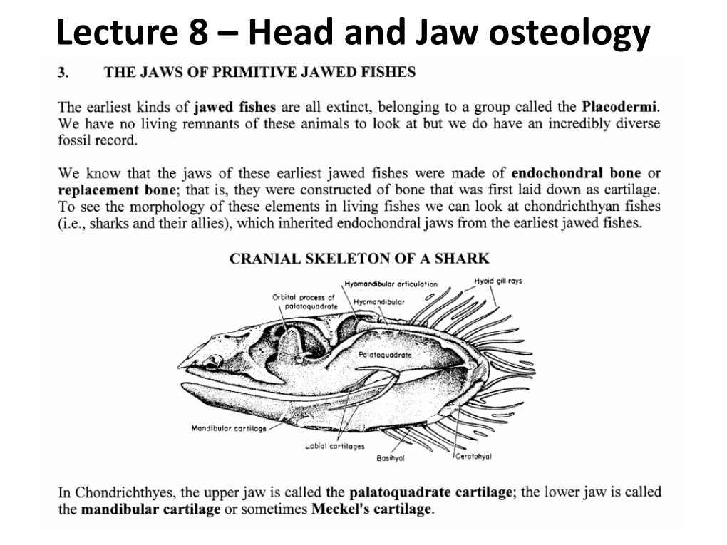 Lecture 8 – Head and Jaw Osteology
