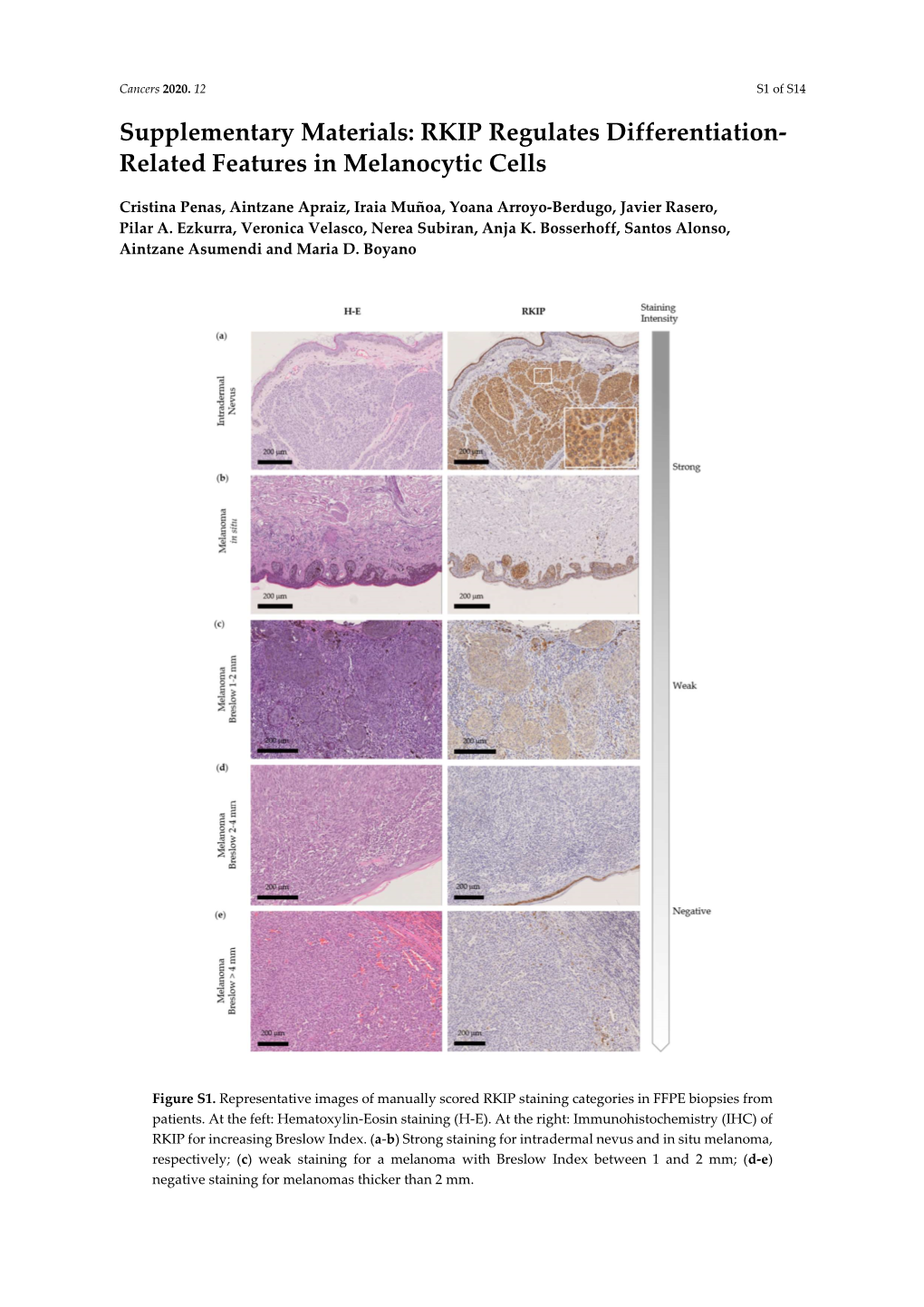 RKIP Regulates Differentiation- Related Features in Melanocytic Cells