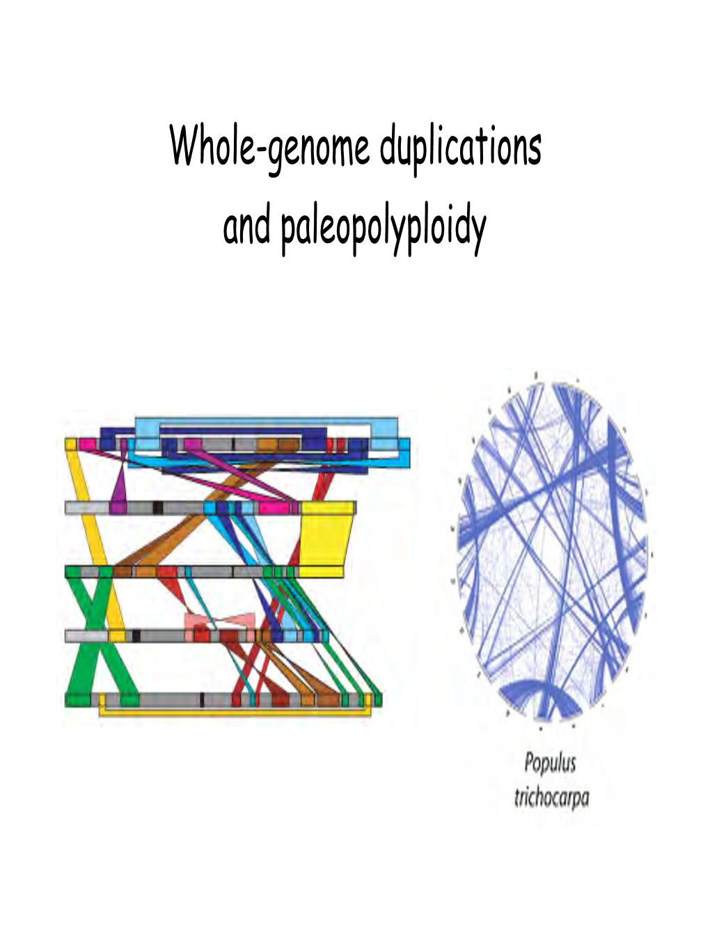Whole-Genome Duplications and Paleopolyploidy Whole-Genome Duplications