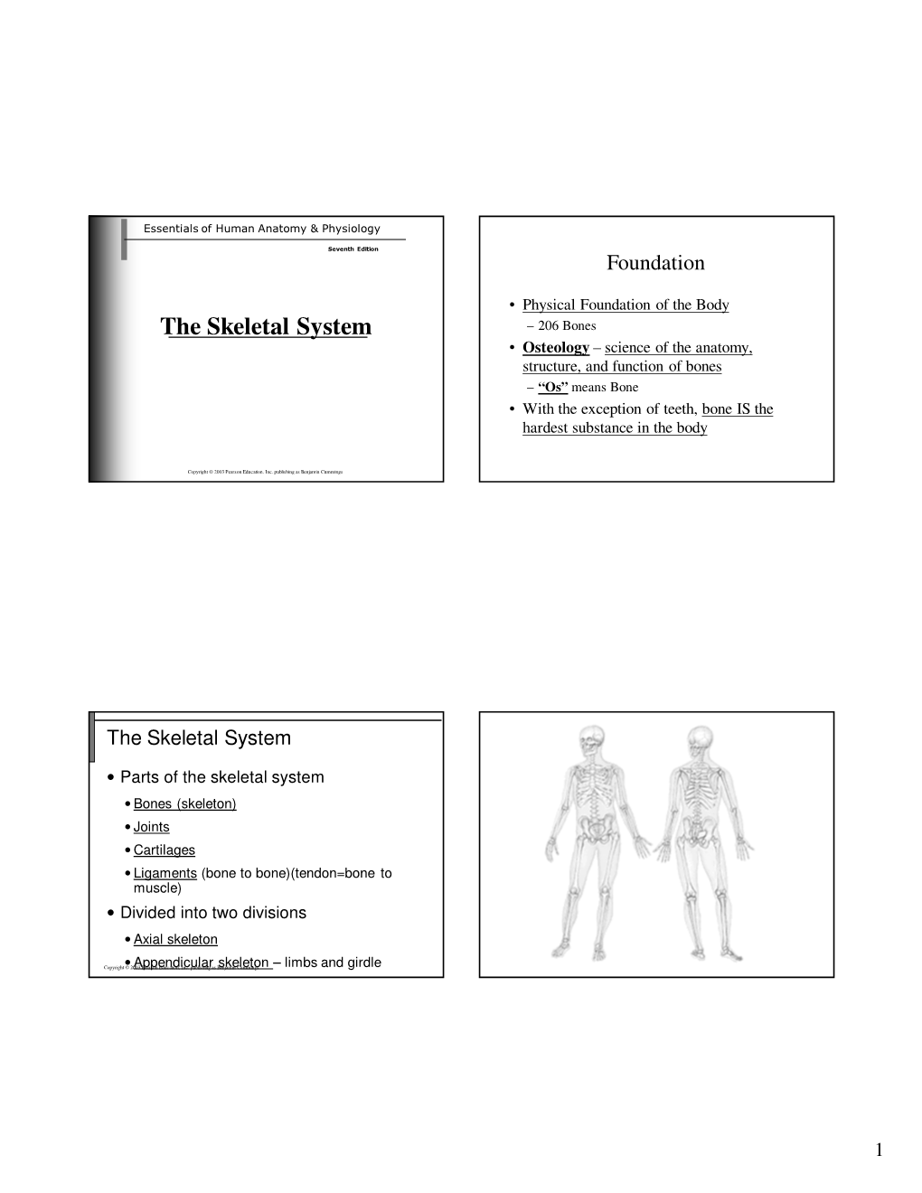 The Skeletal System