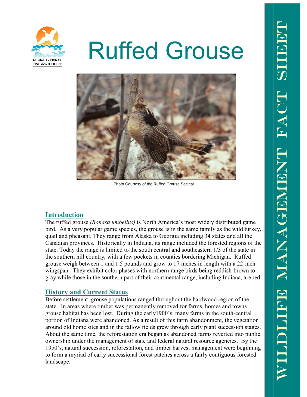 Ruffed Grouse