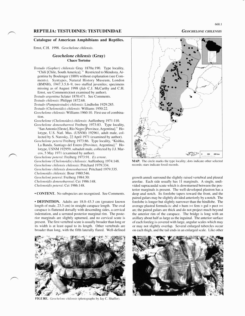 TESTUDINIDAE Geochelone Chilensis