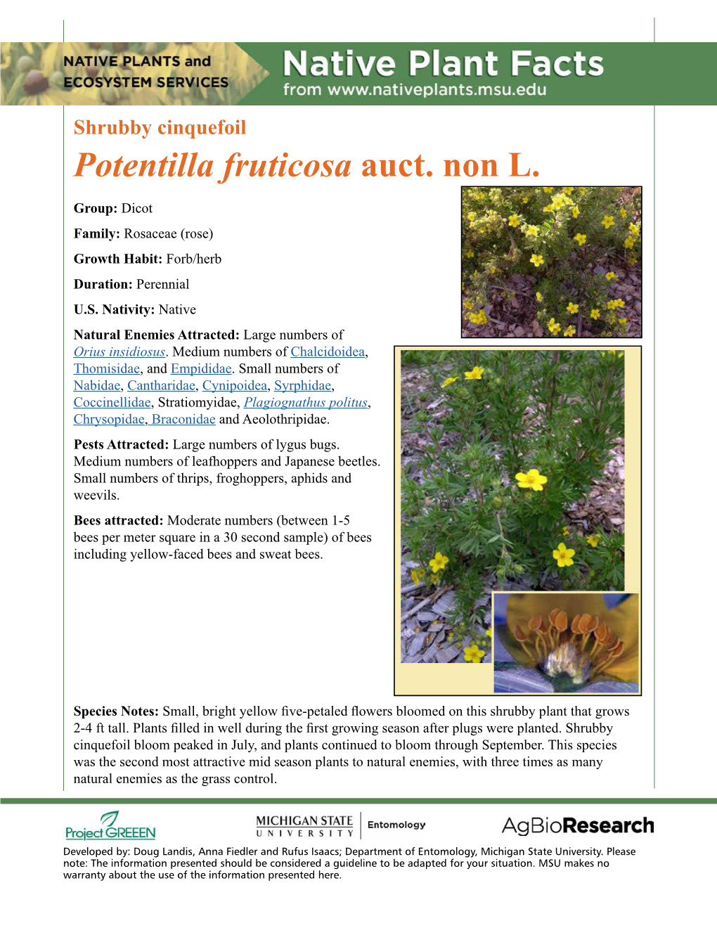 Shrubby Cinquefoil Potentilla Fruticosa Auct