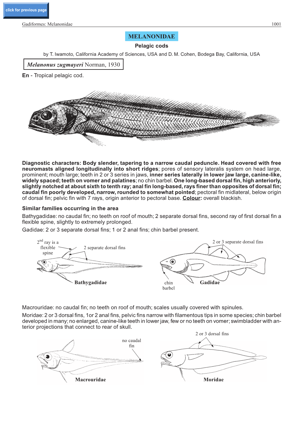 MELANONIDAE Melanonus Zugmayeri Norman, 1930