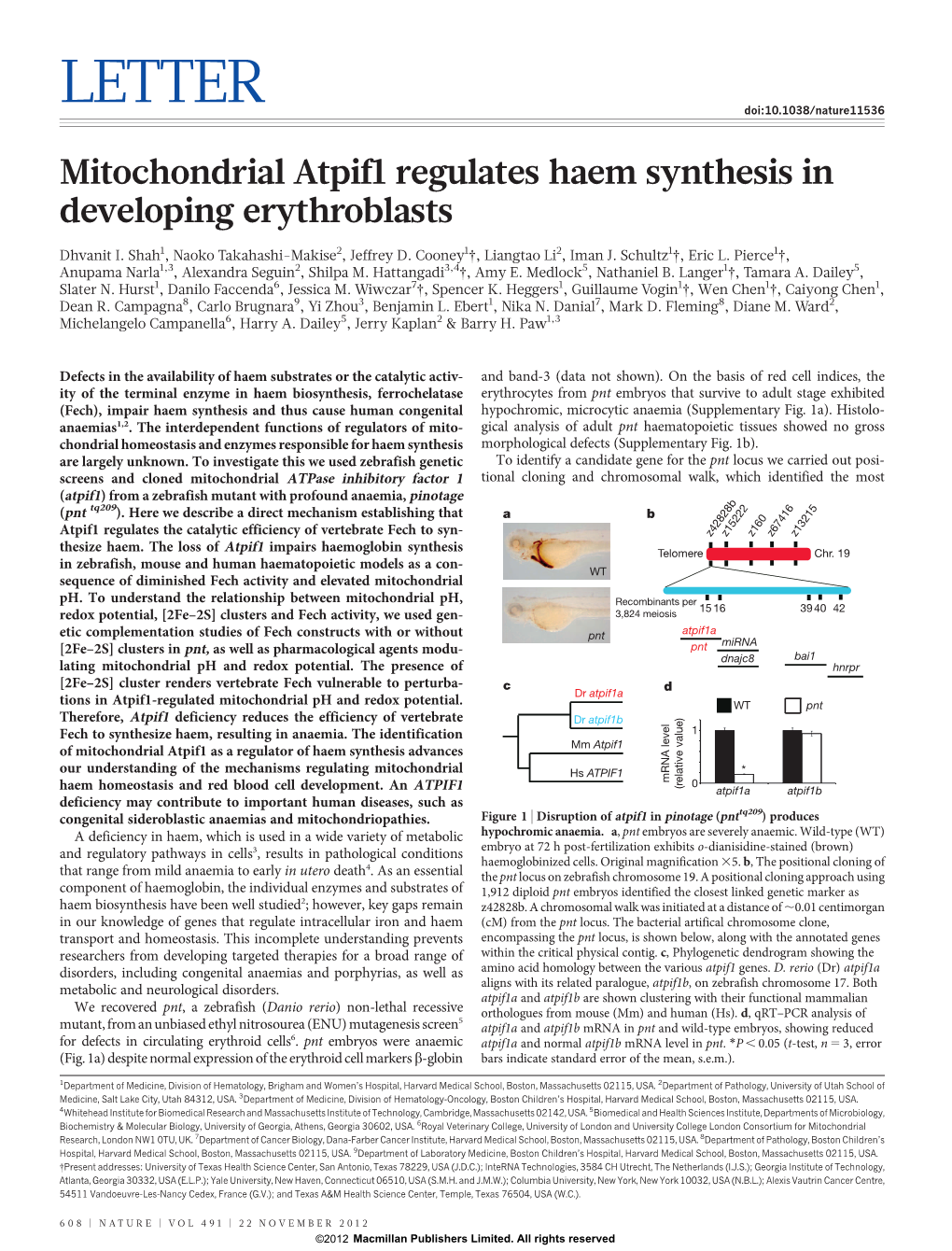 Mitochondrial Atpif1 Regulates Haem Synthesis in Developing Erythroblasts