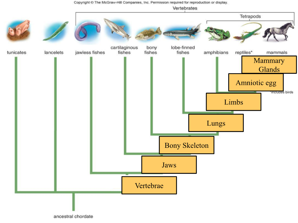 Mammary Glands Amniotic Egg Limbs Lungs Bony Skeleton Jaws Vertebrae