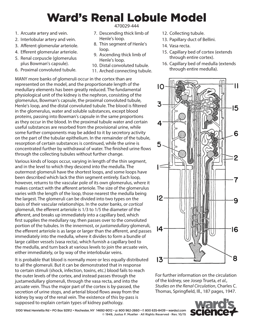 Ward's Renal Lobule Model