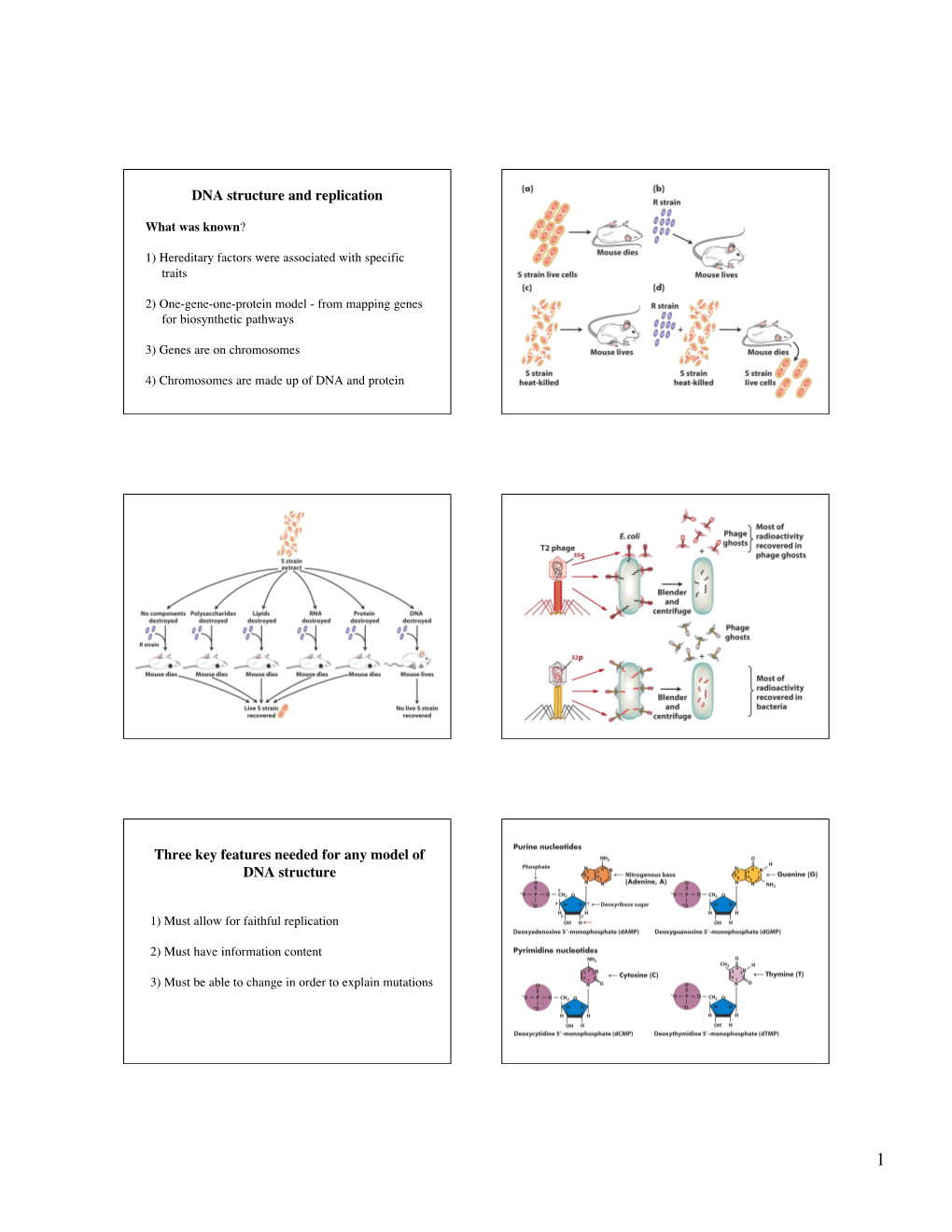 DNA Structure and Replication Three Key Features Needed for Any Model