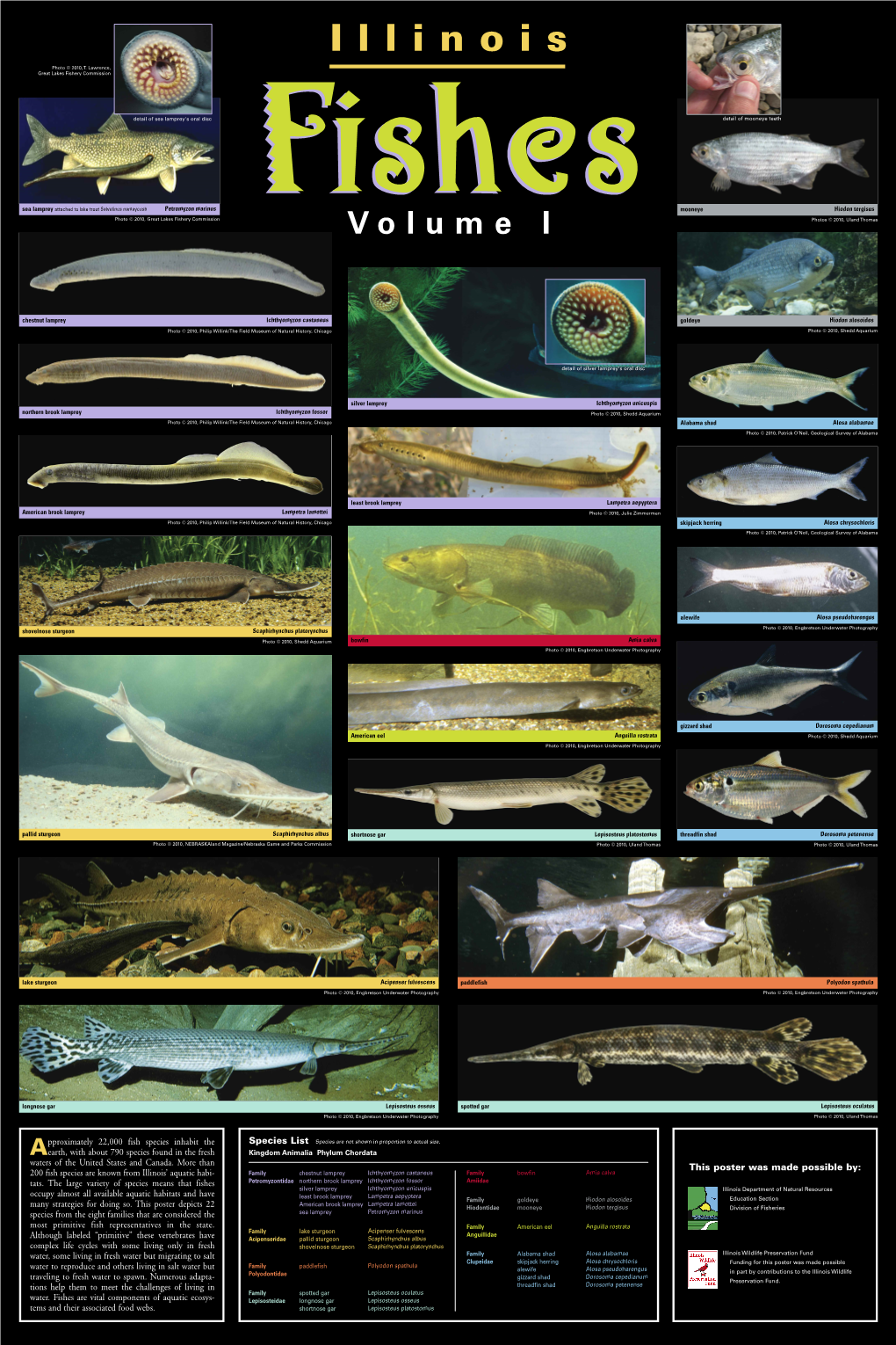 Illinois Fishes Volume 1 Poster