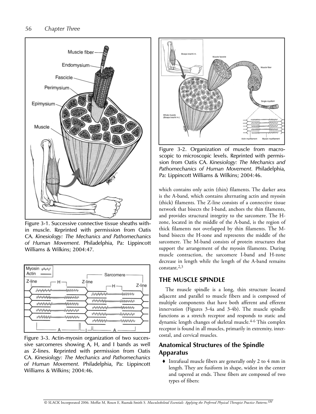 THE MUSCLE SPINDLE Anatomical Structures of the Spindle Apparatus