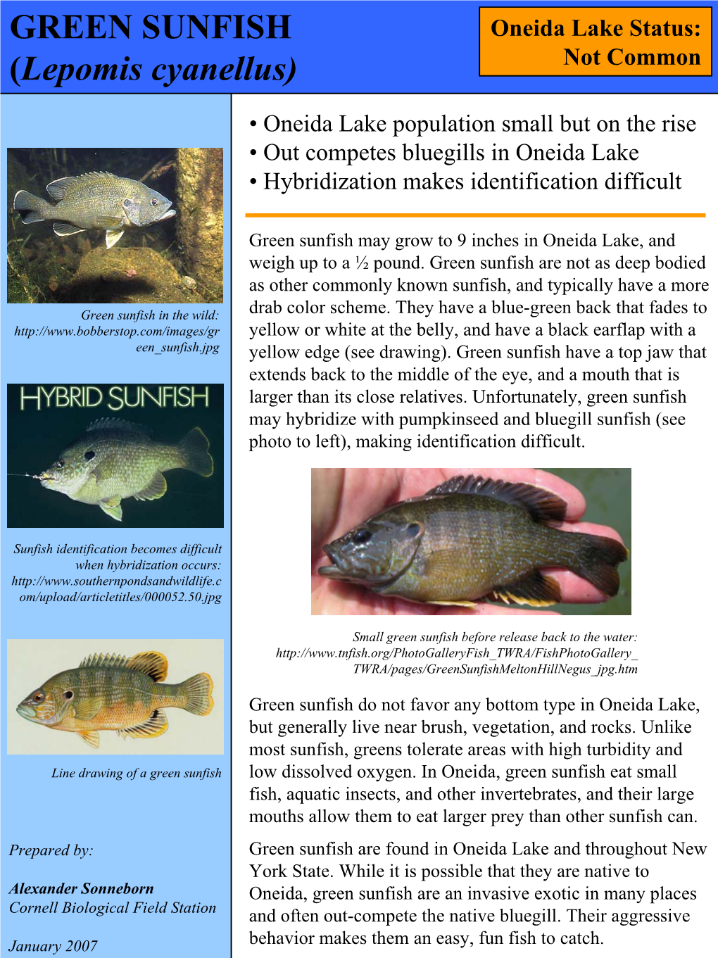 GREEN SUNFISH (Lepomis Cyanellus)