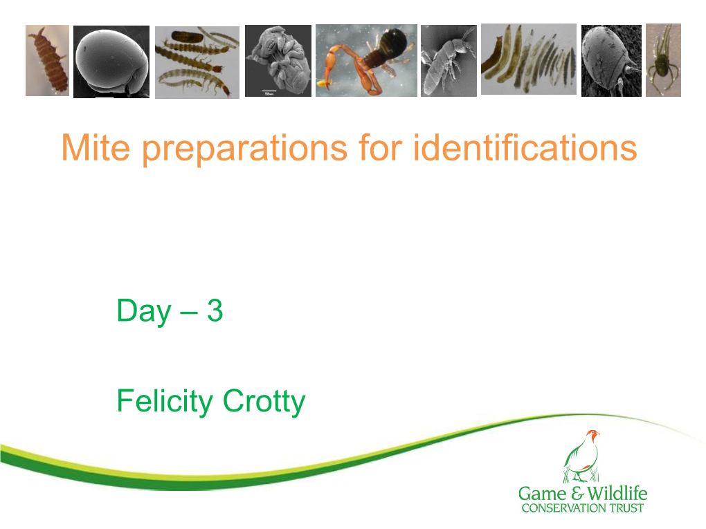 Mite Preparations for Identifications