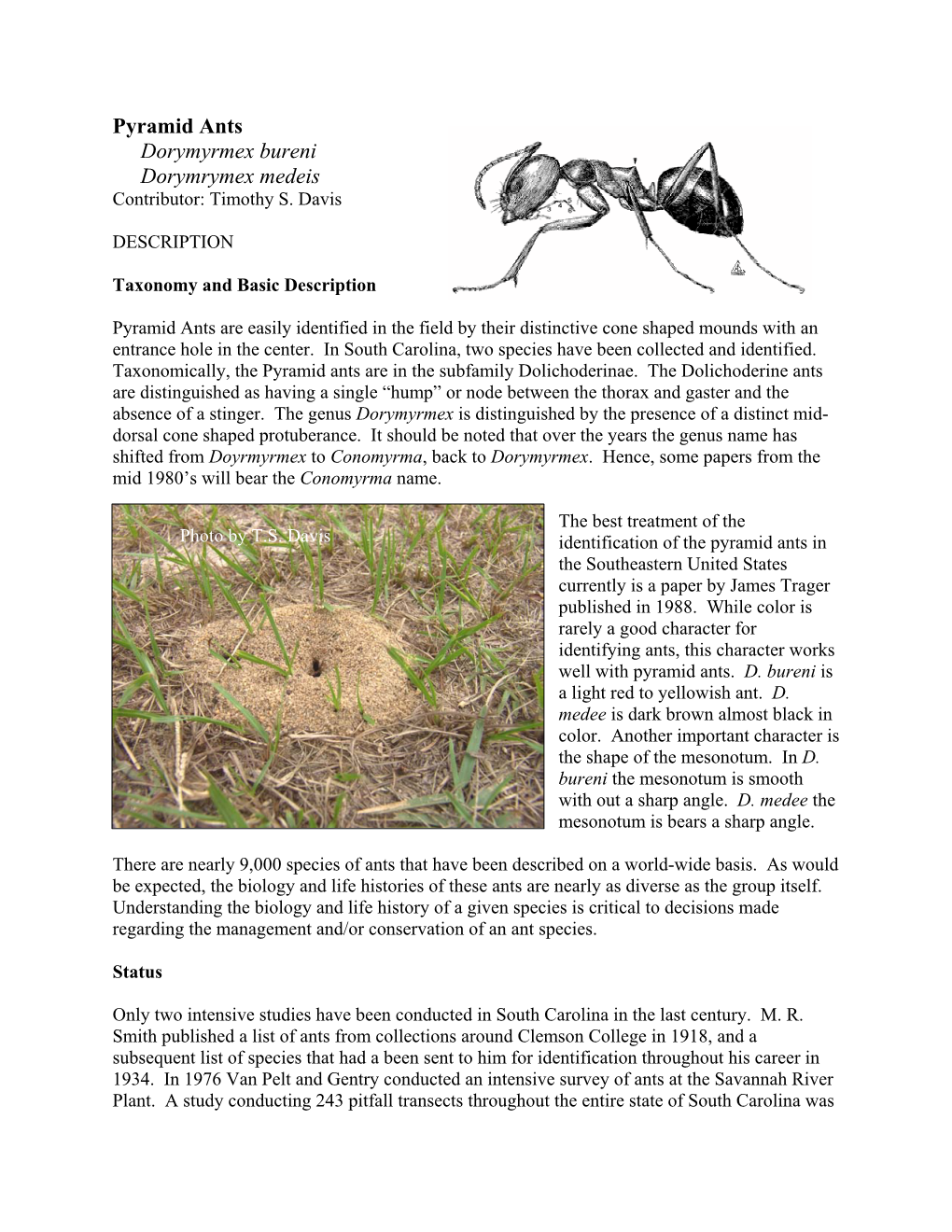 Pyramid Ants Dorymyrmex Bureni Dorymrymex Medeis Contributor: Timothy S