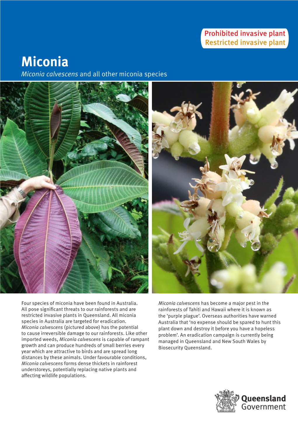 Miconia Miconia Calvescens and All Other Miconia Species