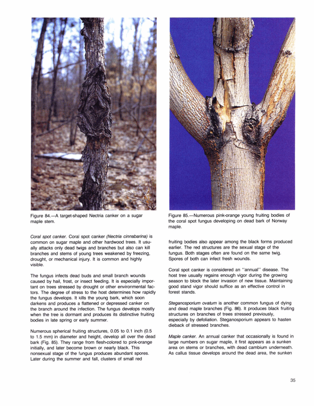 Figure 84.-A Target-Shaped Nectria Canker on a Sugar Maple Stem
