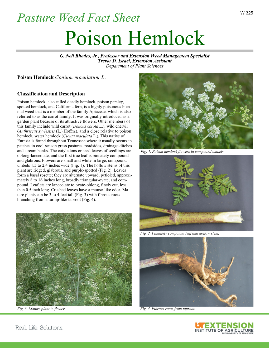 Poison Hemlock G