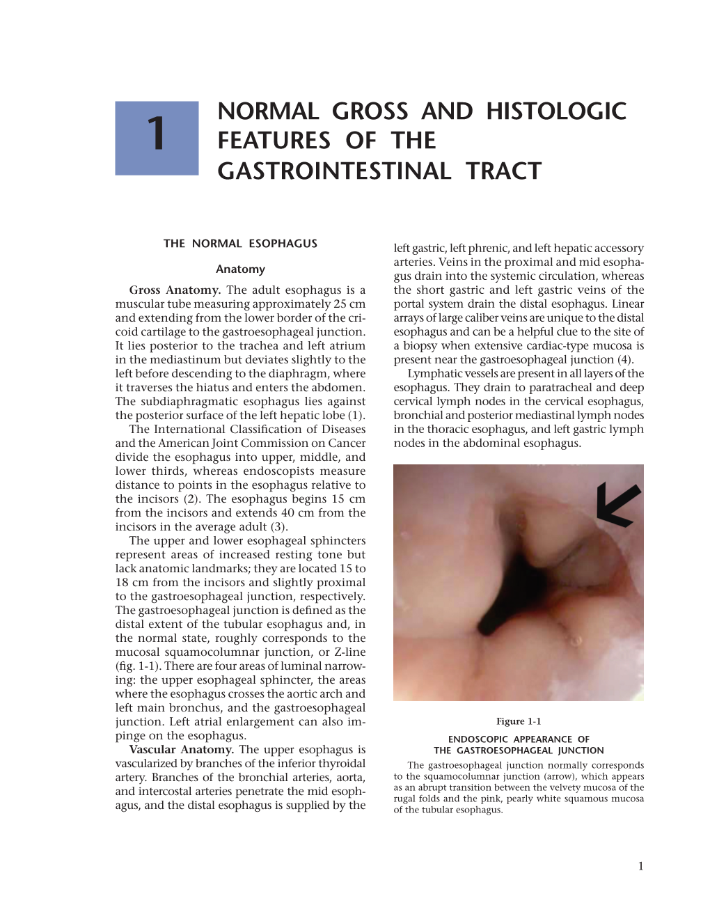 Normal Gross and Histologic Features of the Gastrointestinal Tract