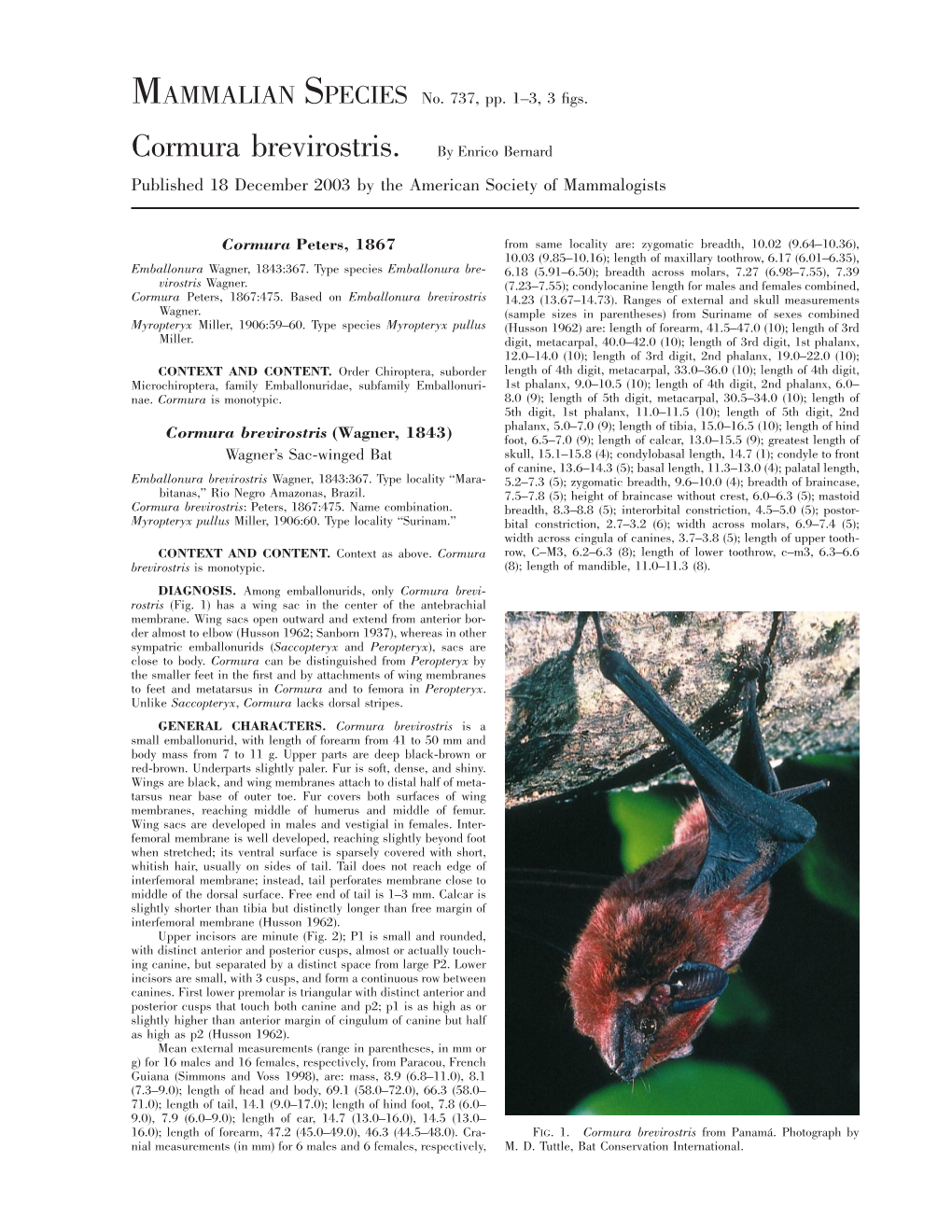 Cormura Brevirostris. by Enrico Bernard Published 18 December 2003 by the American Society of Mammalogists