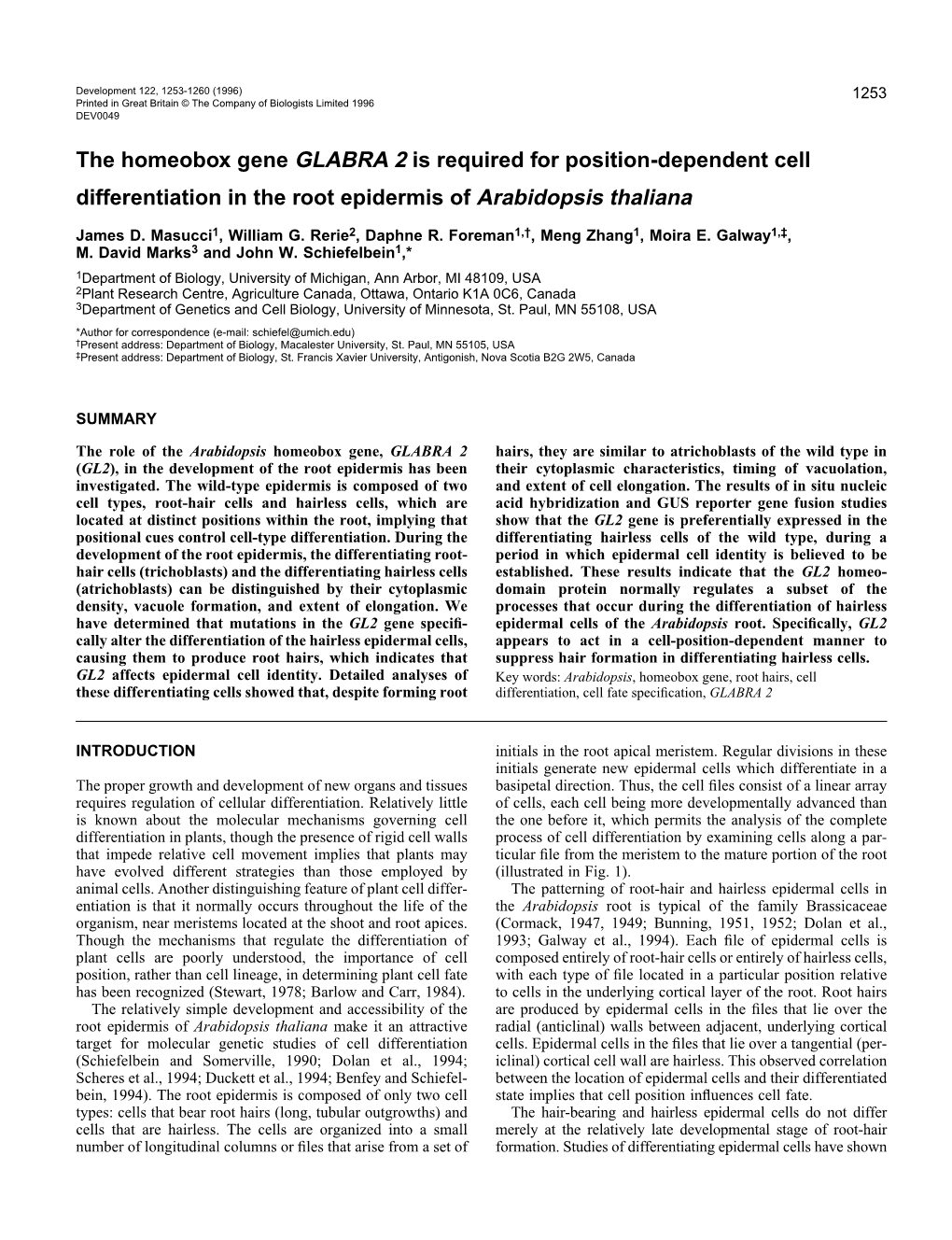 The Homeobox Gene GLABRA 2 Is Required for Position-Dependent Cell Differentiation in the Root Epidermis of Arabidopsis Thaliana