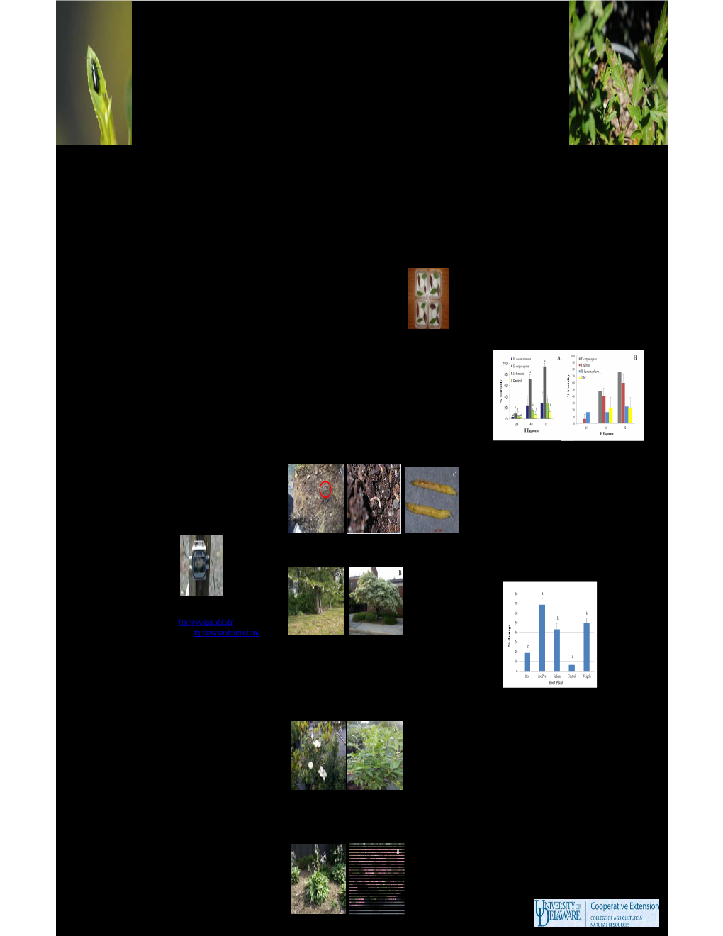 Redheaded Flea Beetle Integrated Pest Management Andrew Kness and Brian A