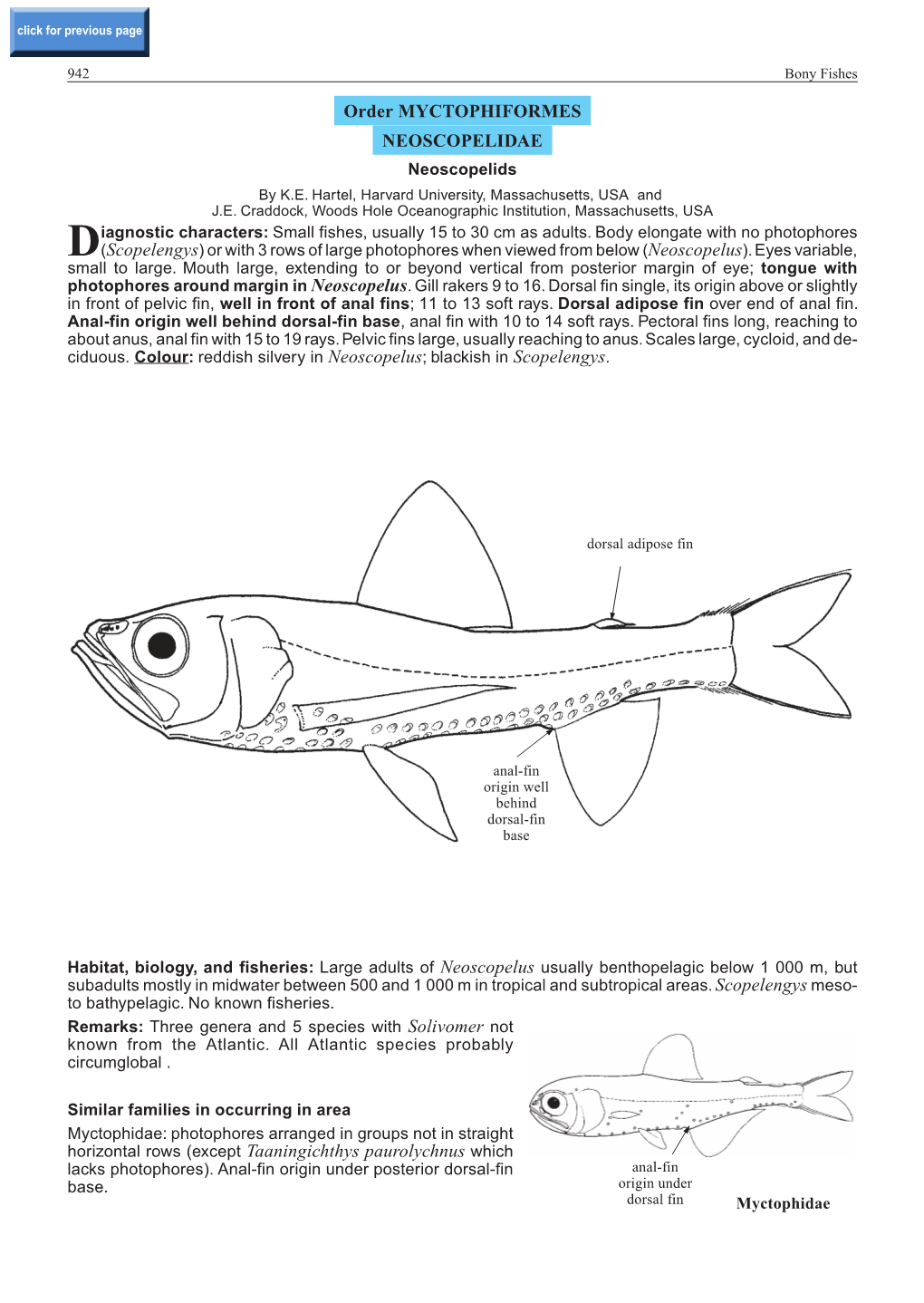 Order MYCTOPHIFORMES NEOSCOPELIDAE Horizontal Rows