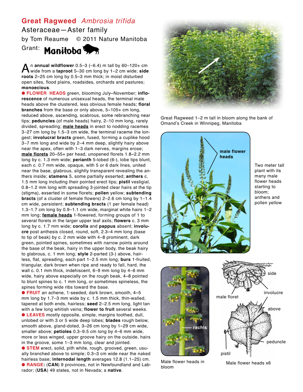 Great Ragweed Ambrosia Trifida Asteraceae—Aster Family by Tom Reaume © 2011 Nature Manitoba Grant